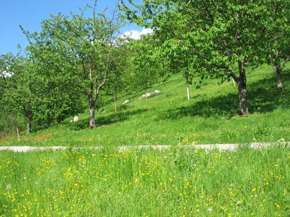 Ferienhof Fischer Seebach Buitenkant foto