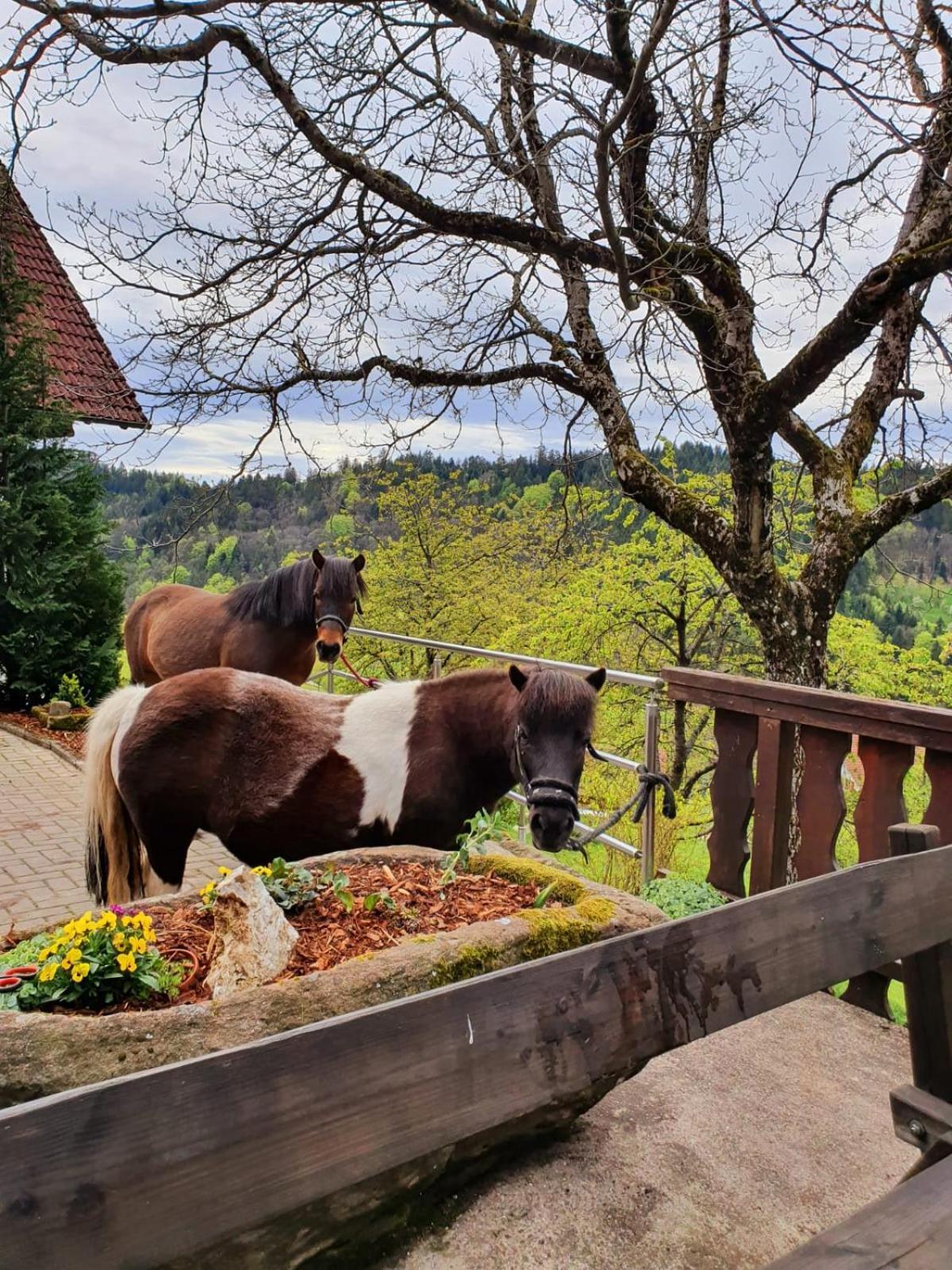 Ferienhof Fischer Seebach Buitenkant foto